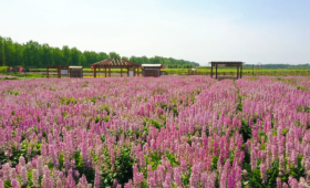 【中医药助力乡村振兴】辽宁辽中：草药芬芳花盛开，赏景致富添新彩