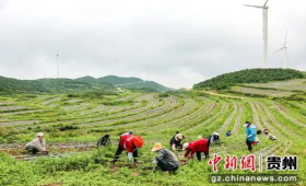 【中医药助力乡村振兴】贵州威宁：当归管护忙，致富有良方